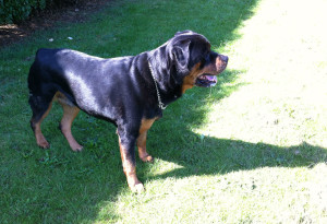 rottweiler 